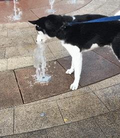 赌100袋辣条,赌十包辣条