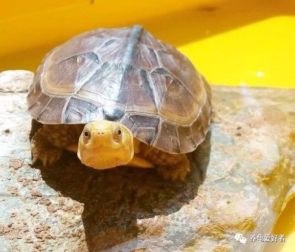 乌龟纤维瘤最佳治疗方法,龟得了腐皮怎么办