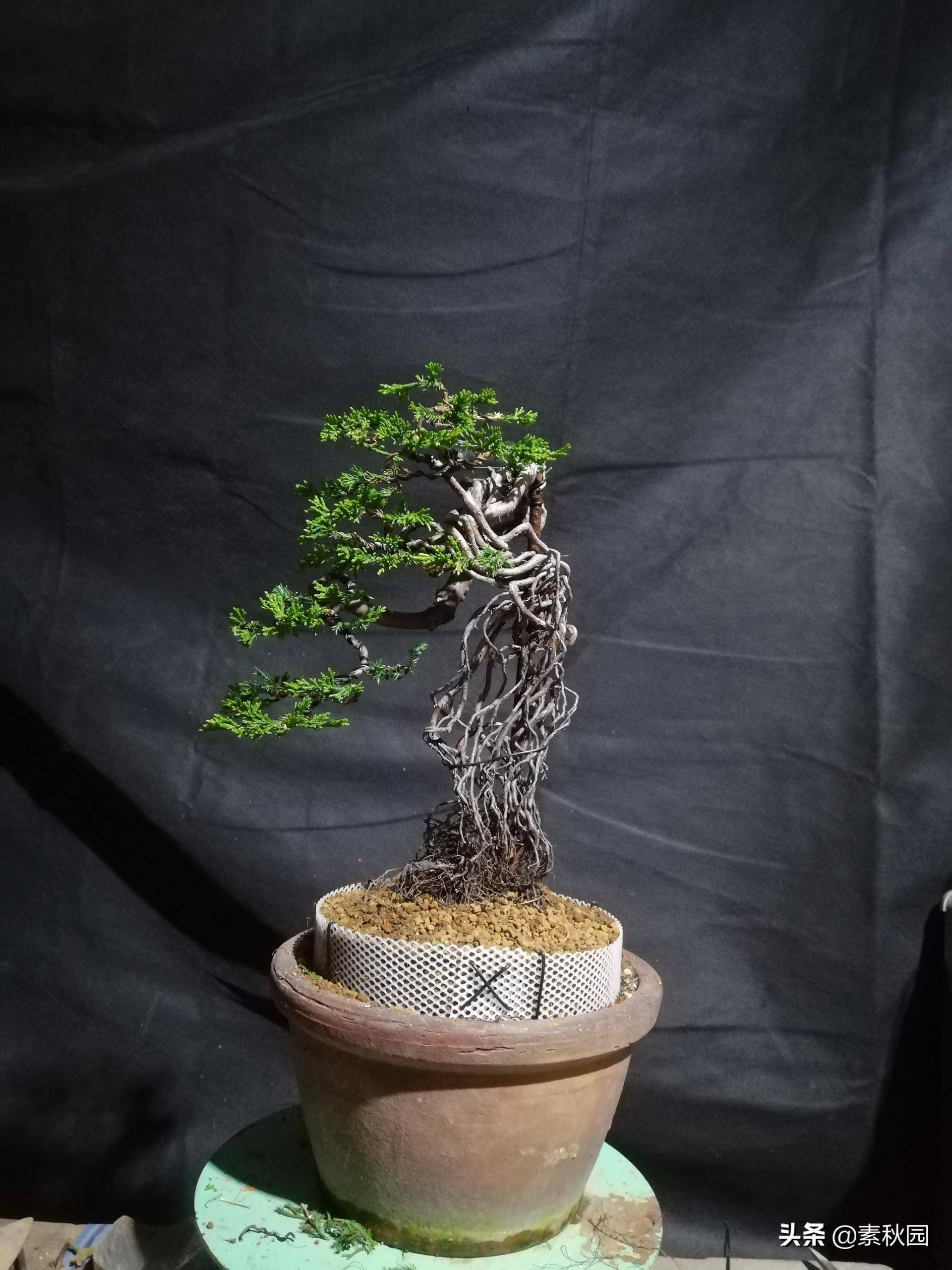怎样从一棵小苗培养成提根盆景—台湾真柏
