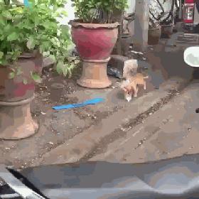 原来猫咪也会这样走路,原来猫咪平时都是踮着脚走路的