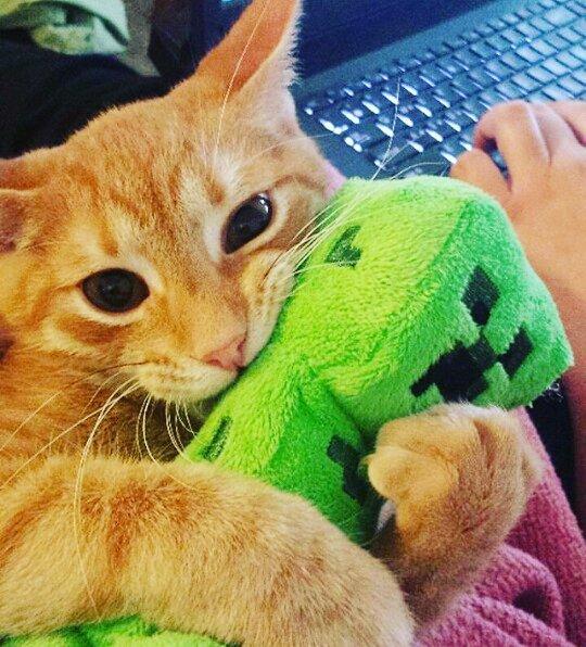 minecraft第一种鸟类,minecraft里的狗怎么才能有