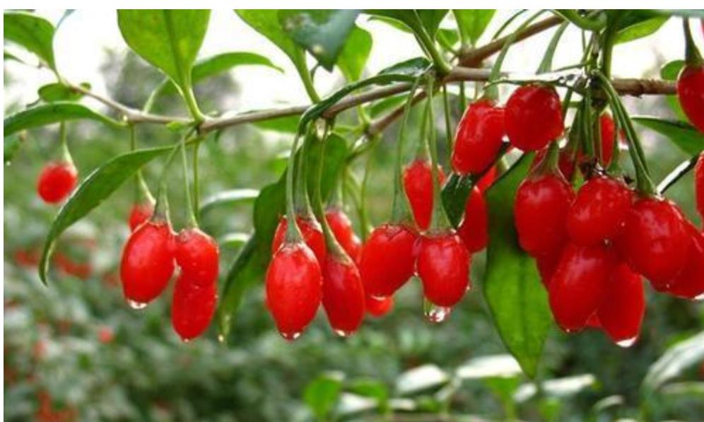 枸杞的种植与生长条件,枸杞生长全过程