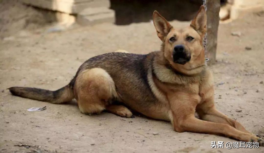 狗狗有泪痕是吃盐吃的吗,有人说狗狗不能吃巧克力