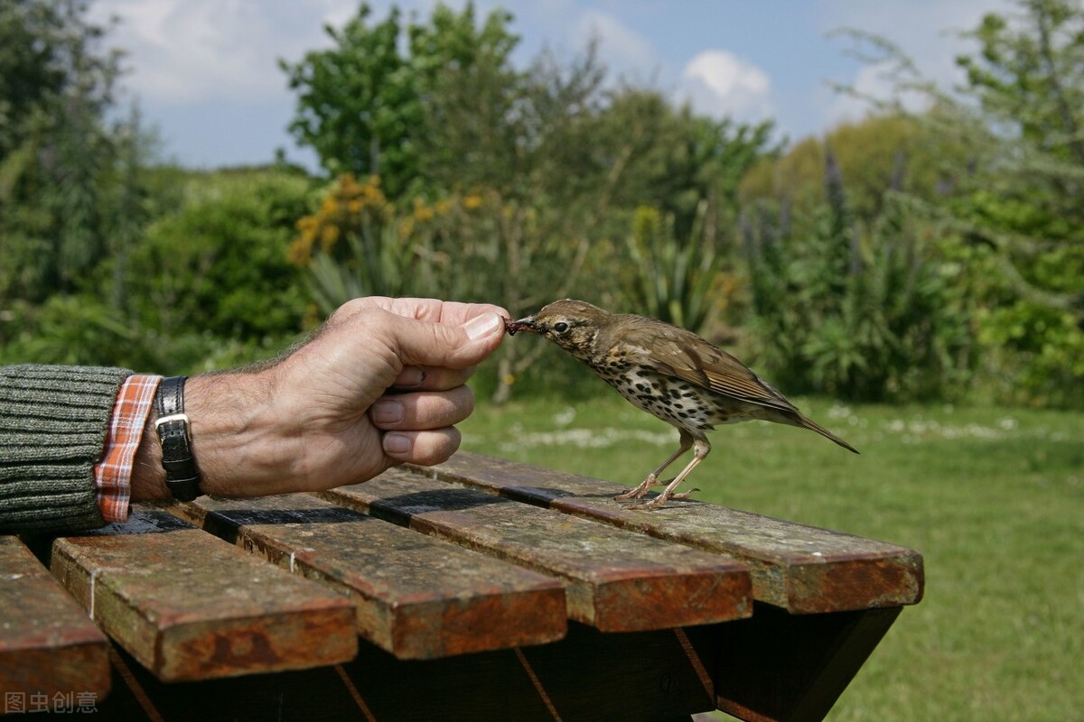 画眉鸟的喂养方法和技巧,画眉鸟的食物怎样配比