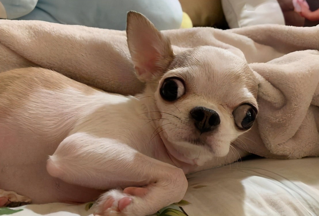 养吉娃娃的十大忌讳,吉娃娃十大忌讳