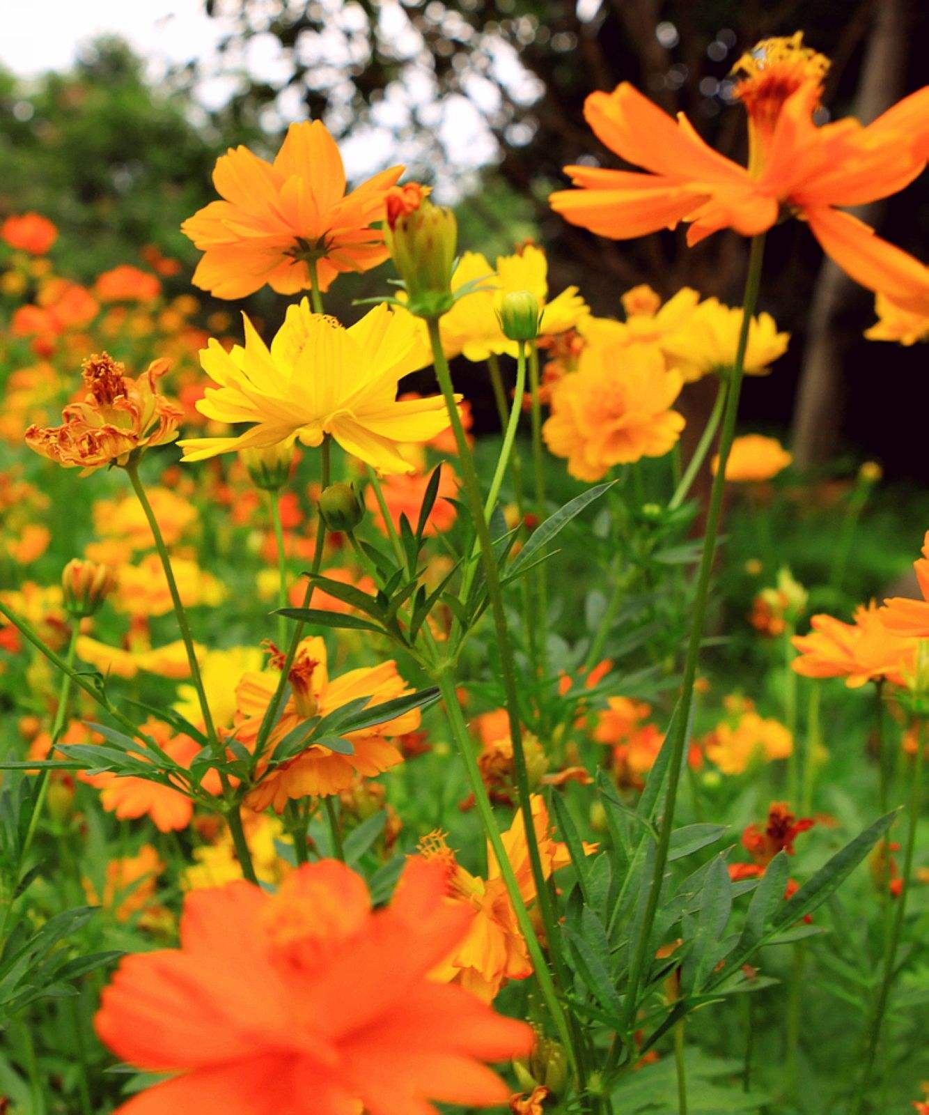 100种常见花卉图谱，收藏起来慢慢看，从此识花不求人