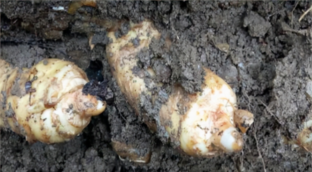 天麻种植高产技术视频教程,高产天麻的优质菌材培育方法