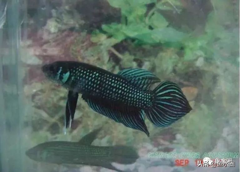 泰国斗鱼和中国斗鱼的杂交品种,中国斗鱼与泰国斗鱼哪个更厉害