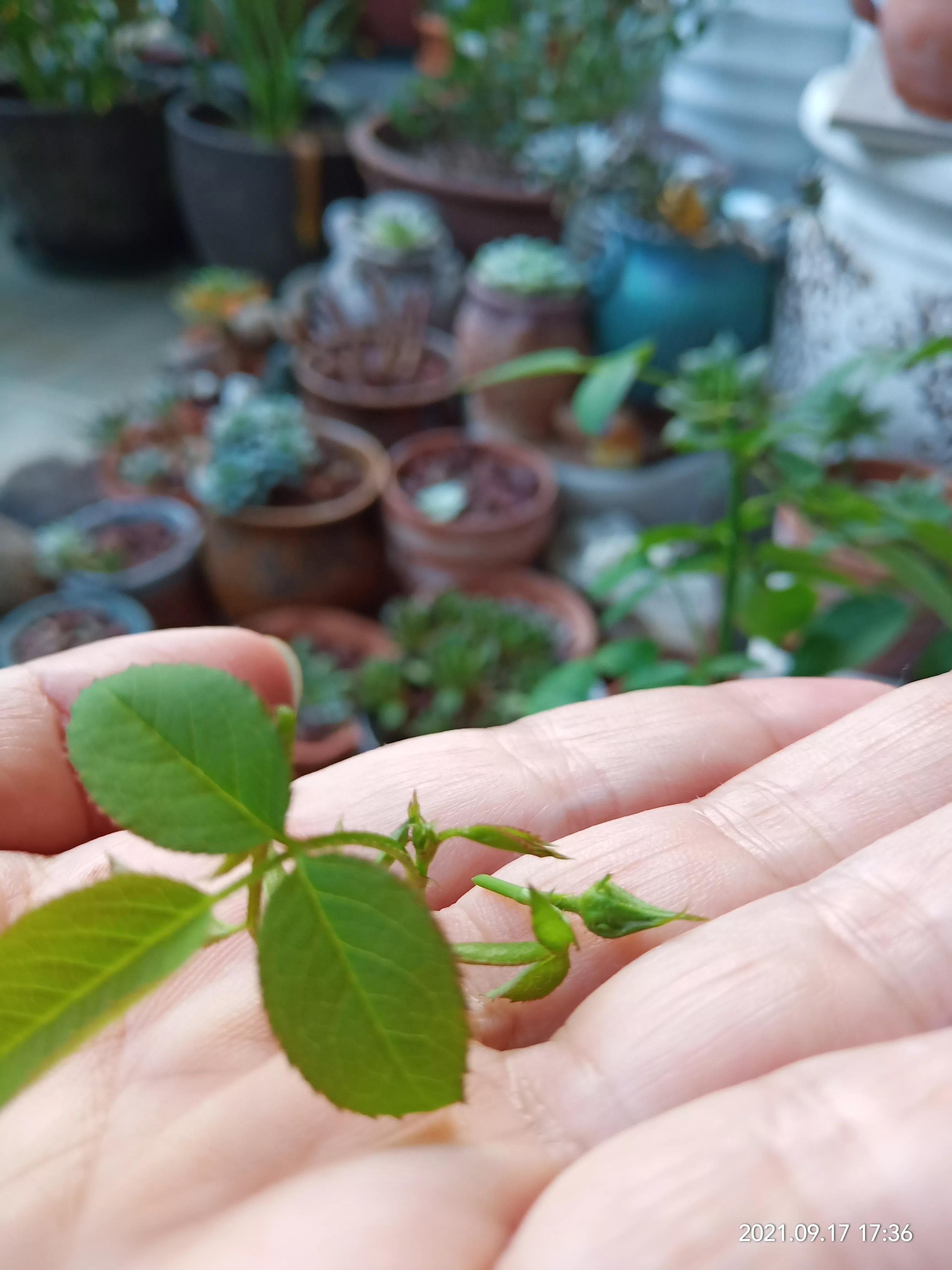 松红梅醒花方法,松红梅催花