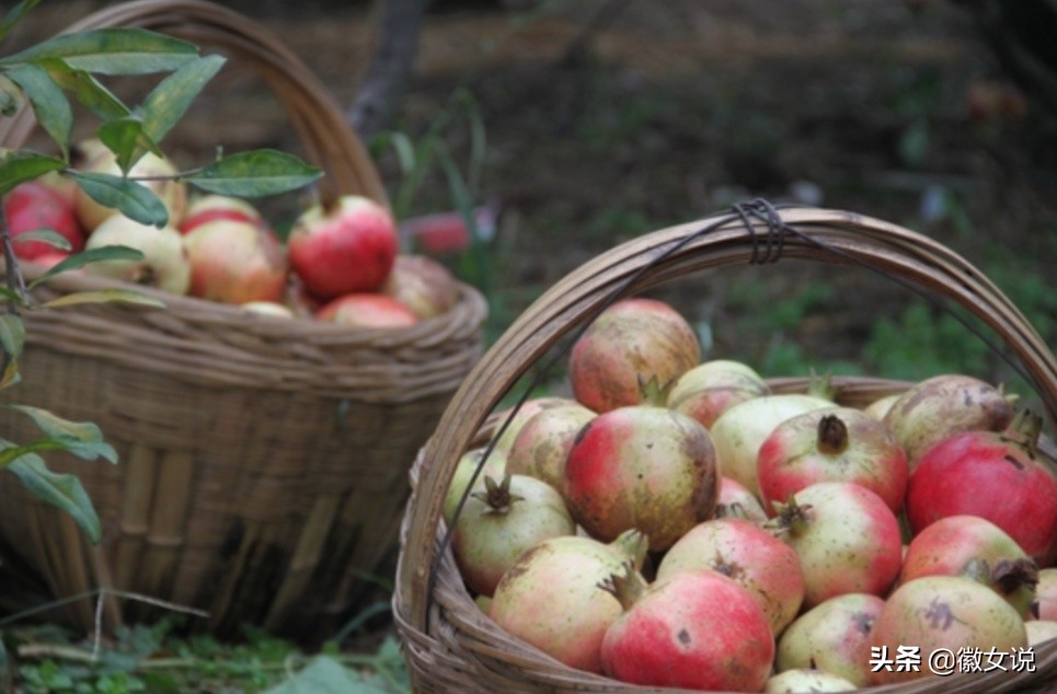 安徽怀远石榴是什么味道,安徽怀远石榴图片