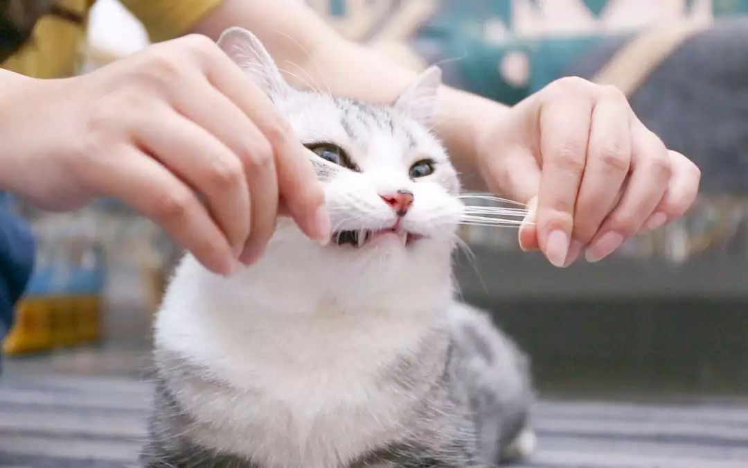 猫咪最不可以碰的地方是哪里,猫咪最不能碰的几个地方