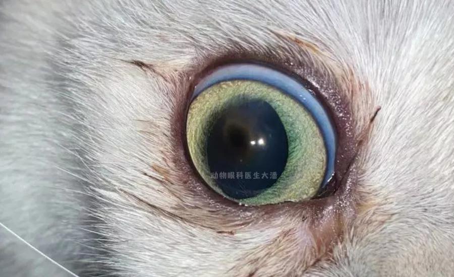 猫咪角膜腐骨脱落的时候会流血吗,猫咪角膜腐骨保守治疗过程