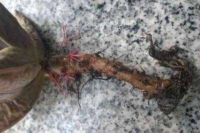 三种药片过期了可以放花盆里,过期的药片对花有效吗