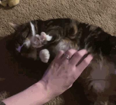 猫兄妹可爱视频,矮脚猫兄妹