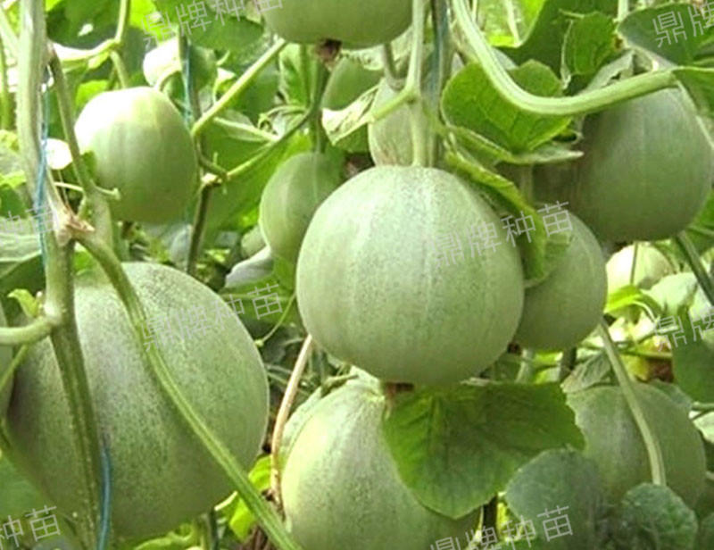 山东冷棚甜瓜最新种植,鲁厚甜1号甜瓜种植技术