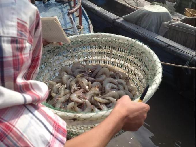 养虾技巧配料有哪些,虾饲料自动投喂