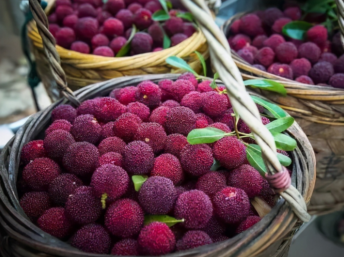 兰溪杨梅正式开摘！最强采摘攻略出炉，五十里杨梅长廊够吃吗？杨梅自由就是现在！