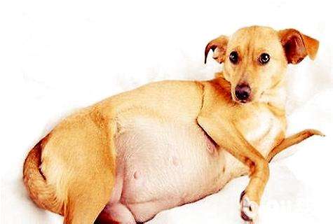 狗狗也会难产吗,狗狗难产怎么帮助它尽快生产