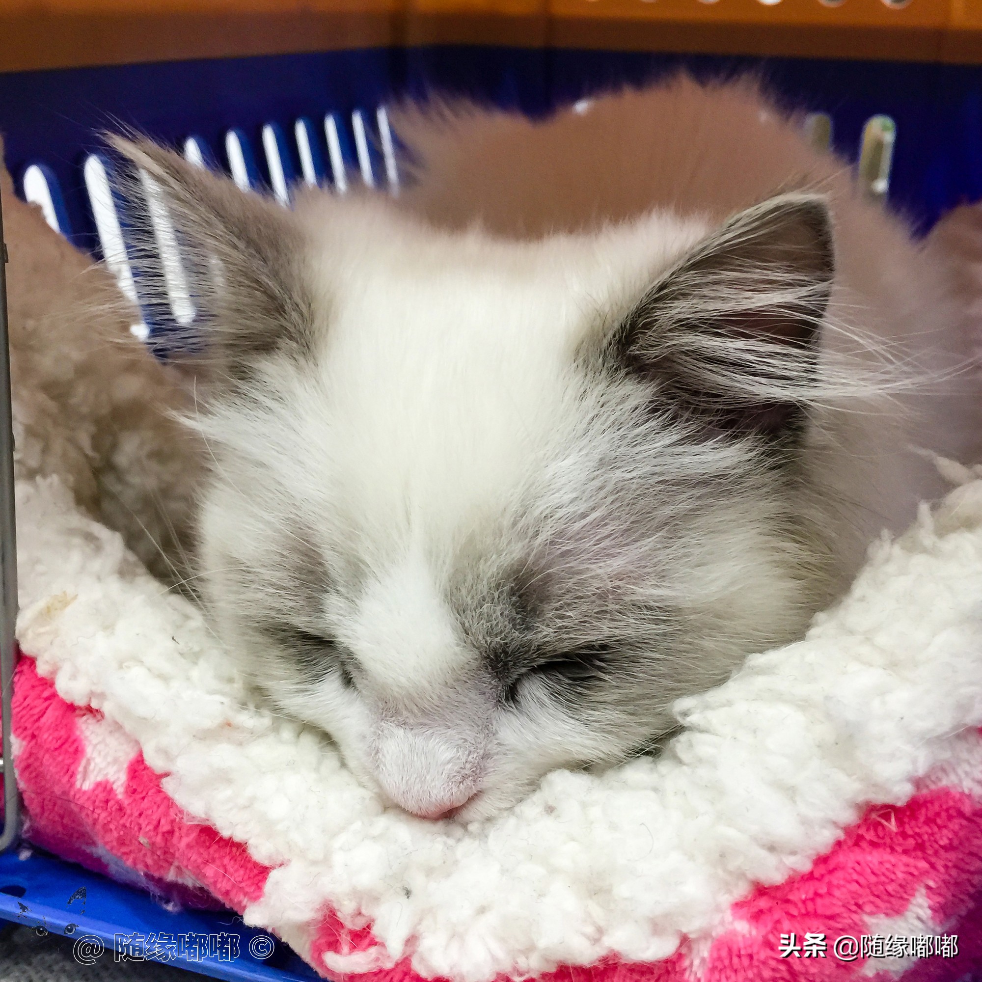 猫咪疫苗过敏脸肿,猫咪打疫苗过敏是什么原因