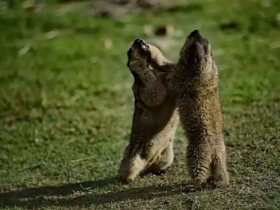 土拨鼠打架视频素材,土拨鼠打架画面被揭露