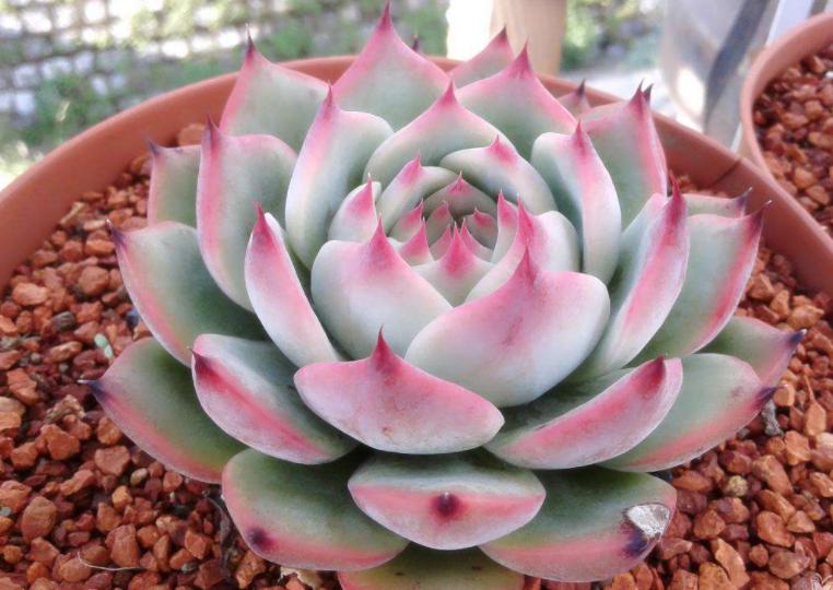 多肉容易养成老桩都有哪些品种,多肉老桩欣赏最新