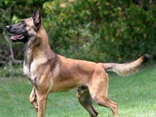 忠诚又有杀伤力又保护主人的狗狗,这6种狗狗既通人性又聪明