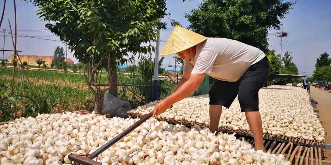 “蒜”你牛!竟治好了乾隆的痢疾症