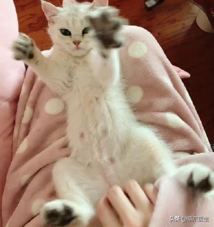 猫身上长了粉色疙瘩,公猫身上长了粉色的疙瘩