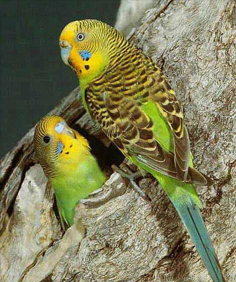 东江揽胜,惠州淡水常见鸟类图谱