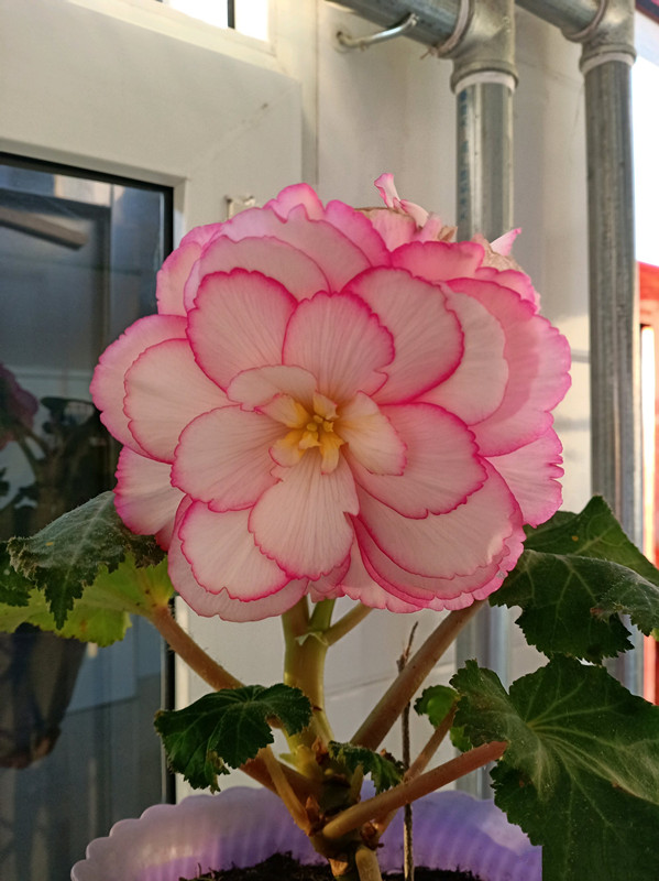 开直立花的秋海棠怎么养,四季秋海棠的光照