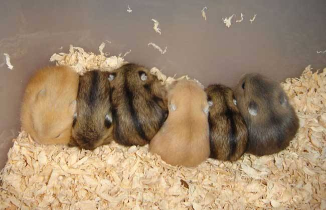 便宜又适合懒人养的小众宠物,单身男士上班族适合养什么宠物