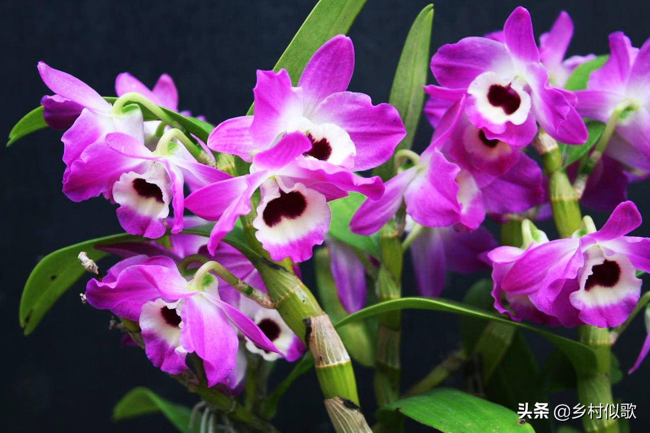 野生石斛和人工养殖石斛图片,深山奇花异草