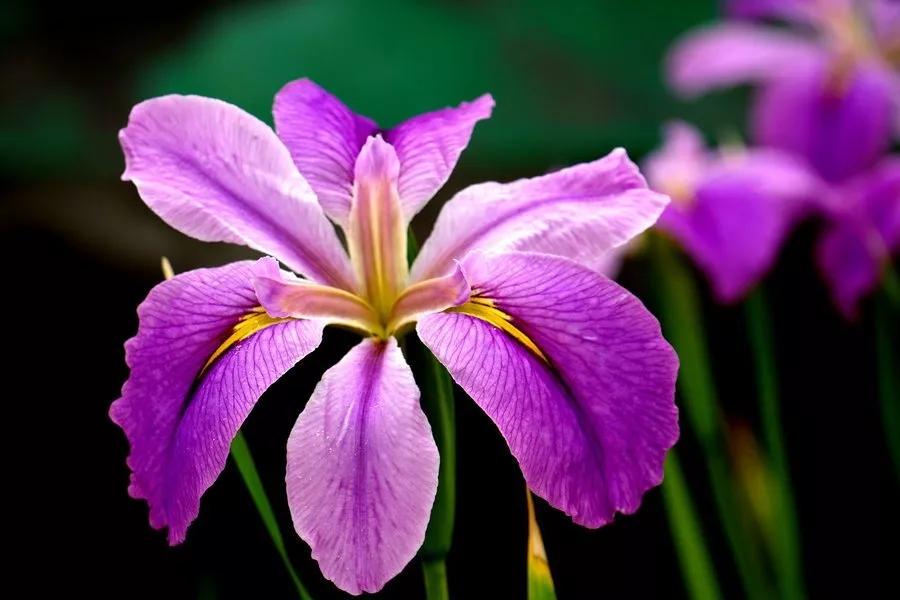 姘寸敓妞嶇墿鑺卞効,姘寸敓妞嶇墿缁挎