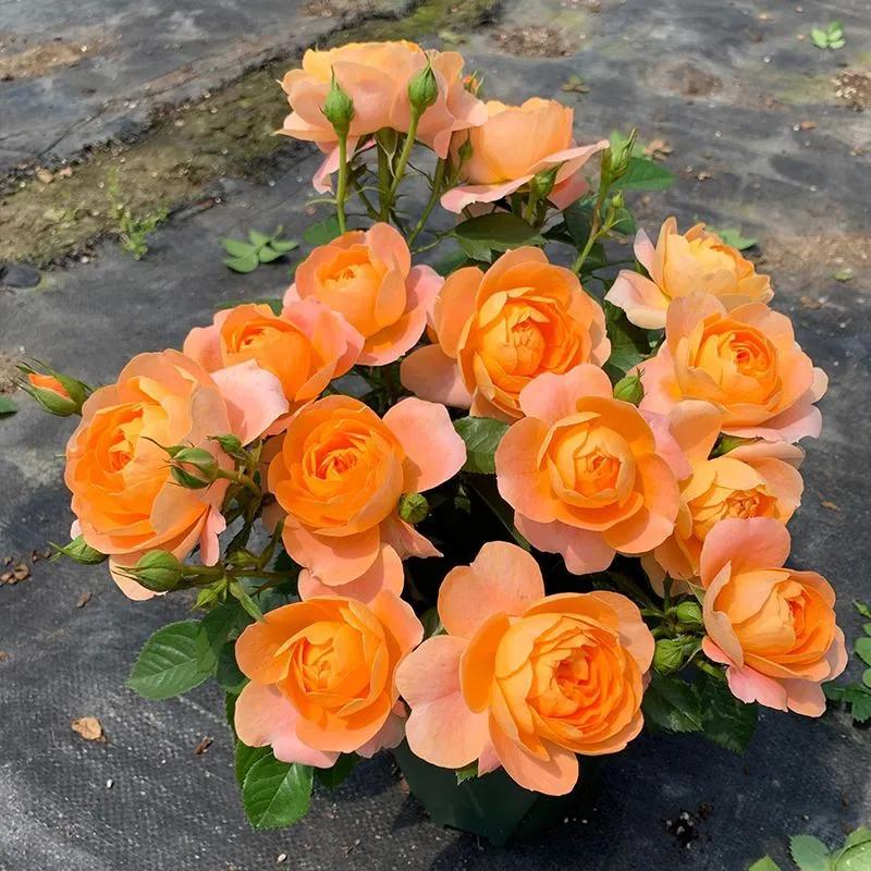 100种月季经典品种,100种经典月季品种