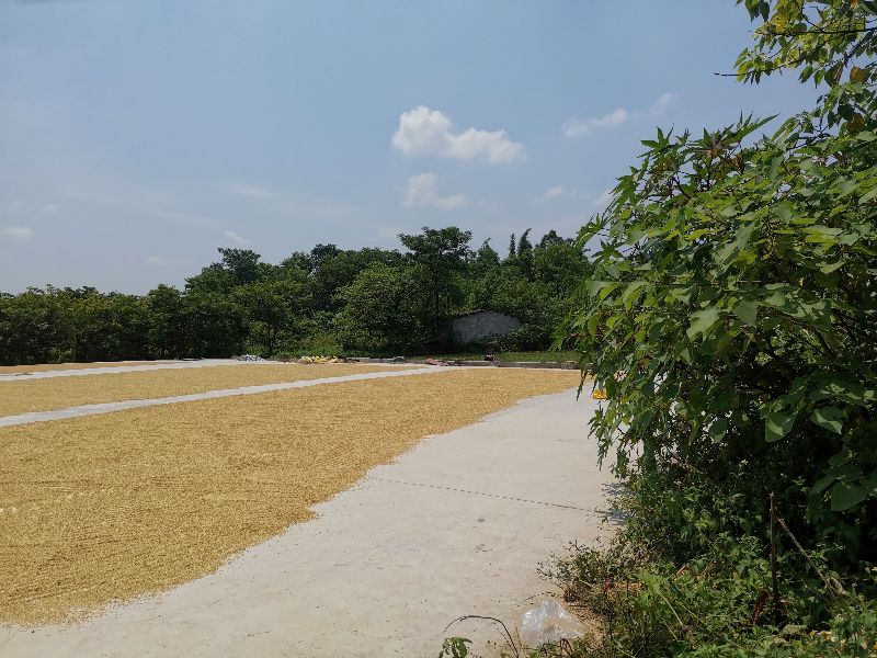 12岁的孩子补一颗牙多少钱,小孩子补一颗牙200元