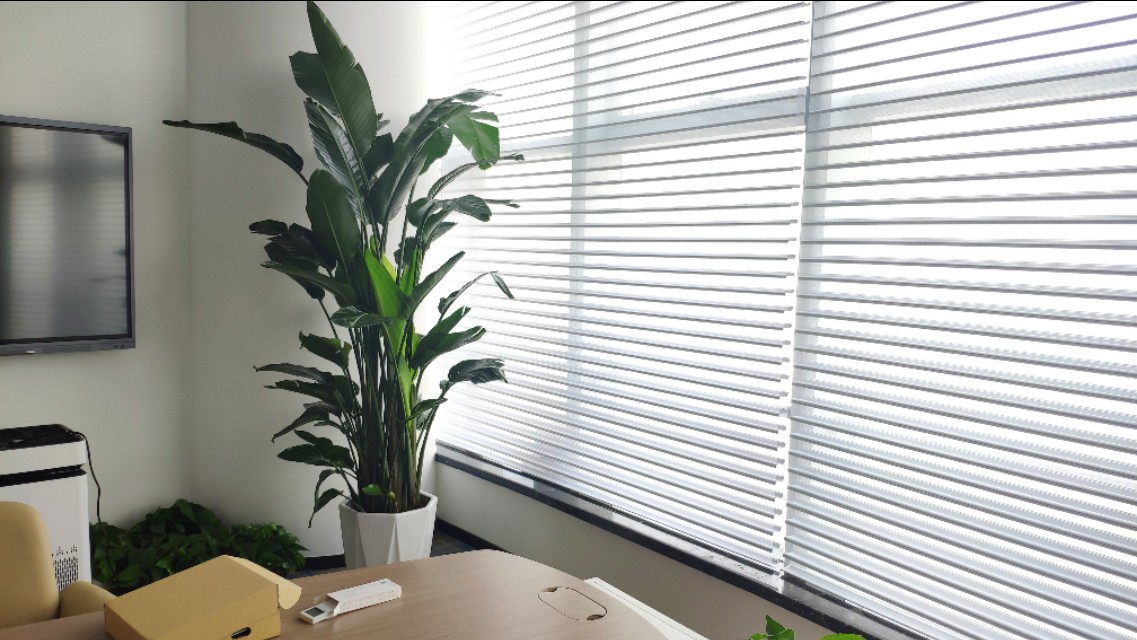 养的花老掉叶子,还越长越乱?老师傅的修剪方法,花越长越旺!