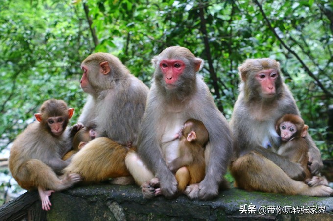 到张家界天门山自助游价格多少钱,武汉到张家界天门山三日游