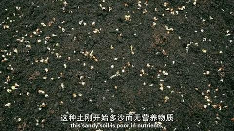 海豚“杰克”在暗礁海域为船只引航41年，爱让我们更懂得善待生命