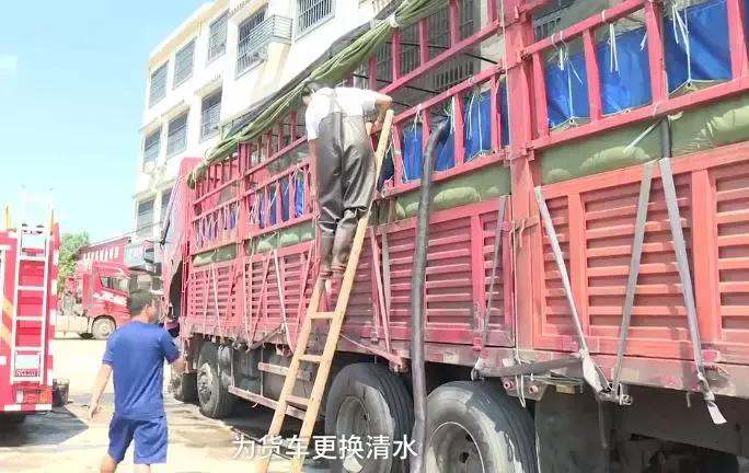 运鱼车突发故障消防换水救鱼,货车运送鱼发生意外