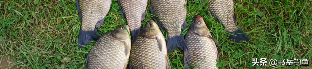 春季钓鲫鱼选什么长度的鱼竿,夏季野钓鲫鱼竿长度怎么选