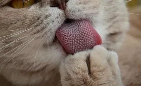 猫舌头的特点和作用,猫舌有什么特异功能