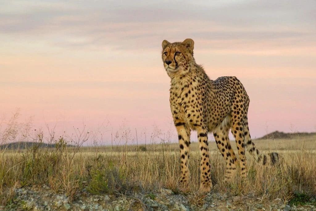 辟谣:虎入非洲*杀屠**狮群,破坏生态平衡?