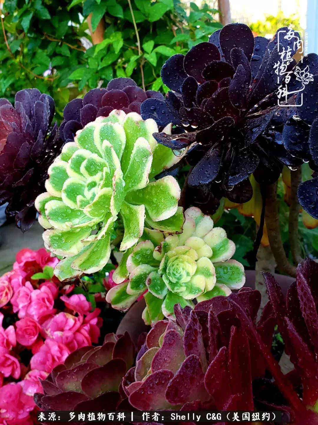 美国纽约有多少华裔人,美国纽约有多少个华人