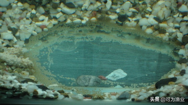 玉面皇冠幼苗鱼养殖技巧,玉面皇冠鱼什么时候起头