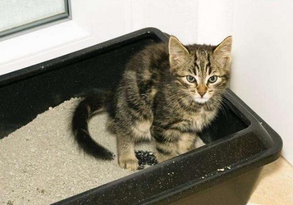 猫的便便有点稀是怎么回事,猫便稀软吃什么药