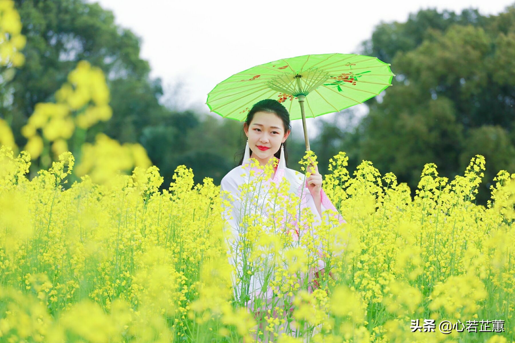 油菜花一片片的像什么,梯田油菜花和平原油菜花