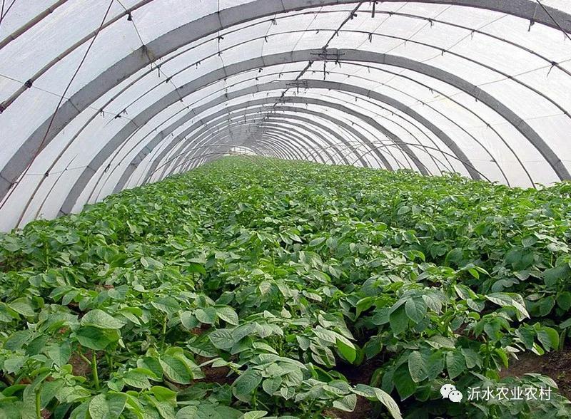 种养产业推动乡村振兴工作,我县壮大特色农业引领乡村振兴