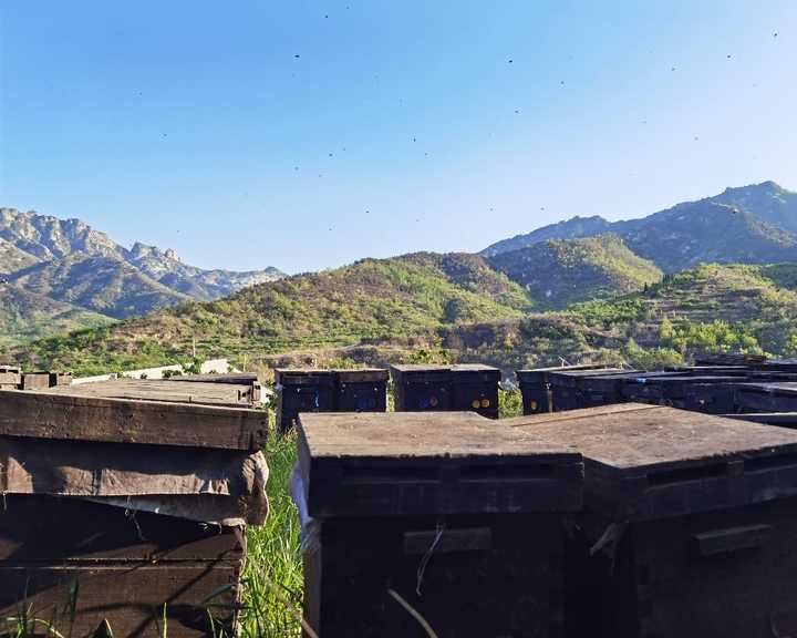 蜂蜜加什么食物睡眠好,奶粉配蜂蜜可促进睡眠吗