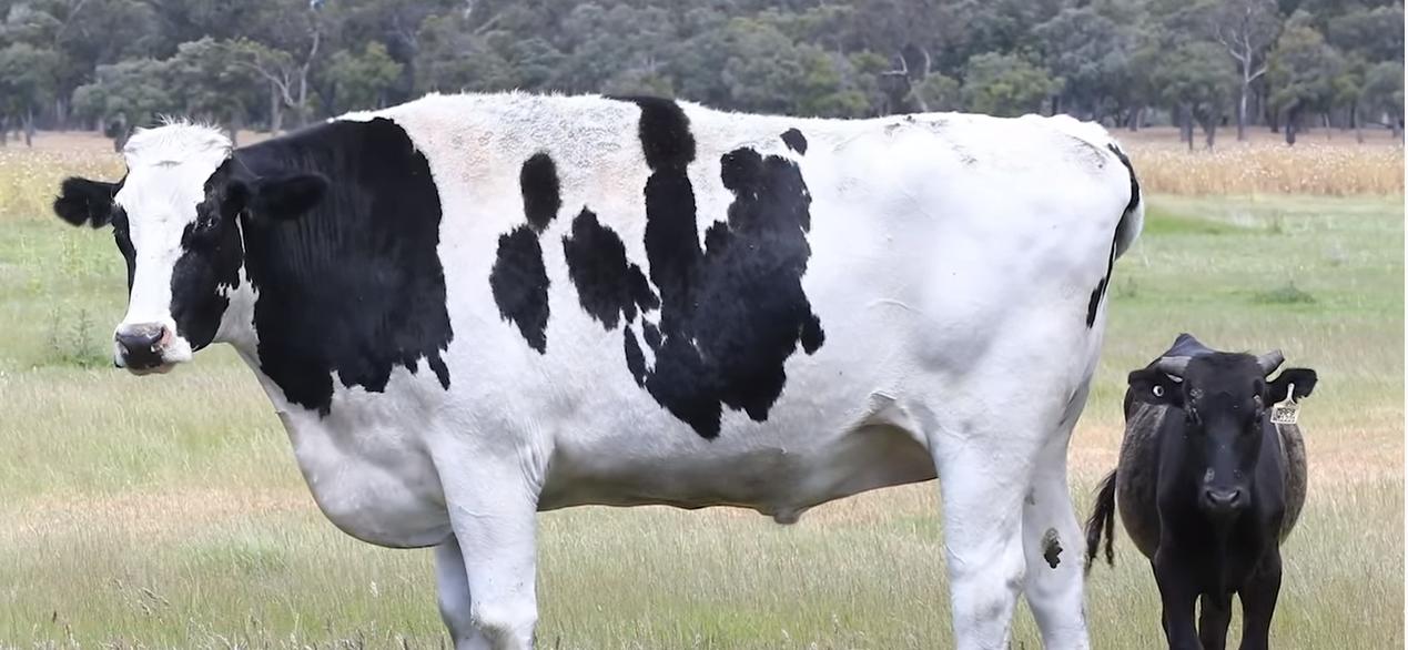 给牛身上开洞,牛身上的洞是怎样开的