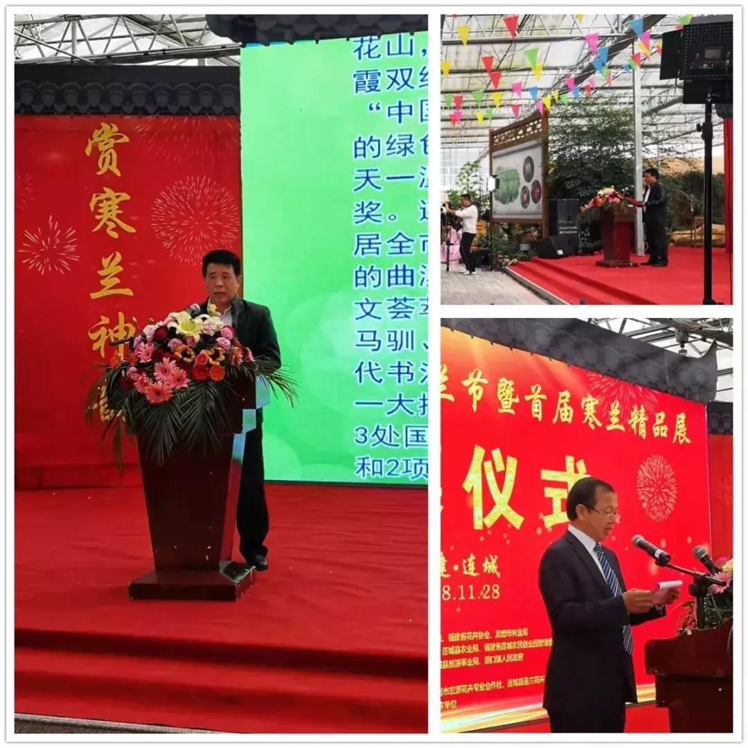 精品寒兰展,福建连城寒兰节